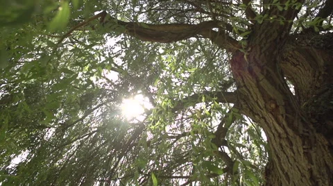 Willow tree Vidéo 47051875