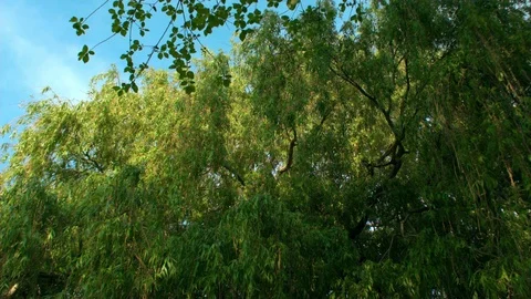 Willow Tree Stock Footage 76105265