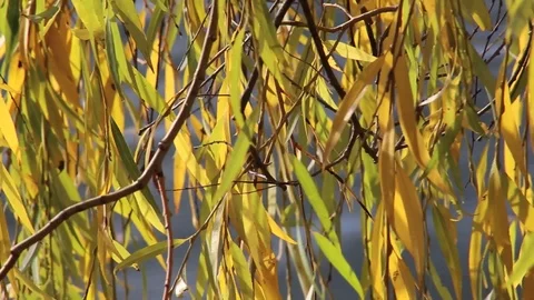 Willow tree Stock Footage 99033294