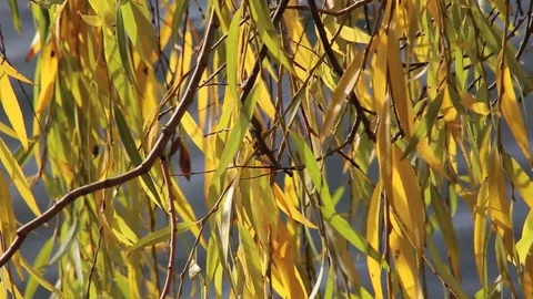 Willow tree Stock Footage 99033341