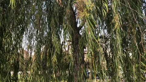 Willow tree Video stock 144339588