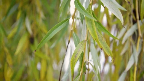 Willow tree Video stock 245583993