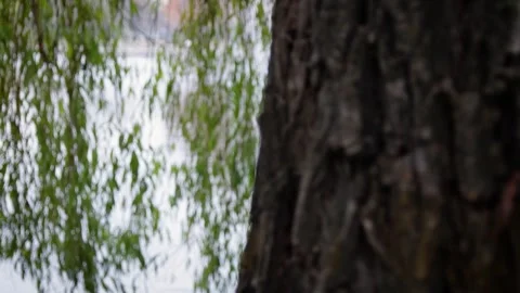 Willow tree Stock Footage 245584004