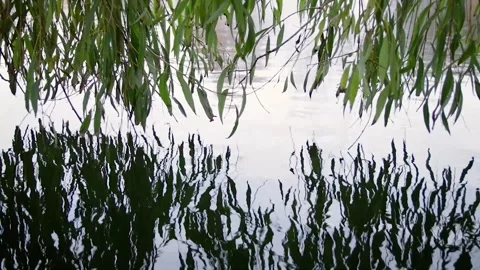 Willow tree Stock Footage 245584012