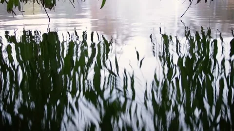 Willow tree Stock Footage 245584027