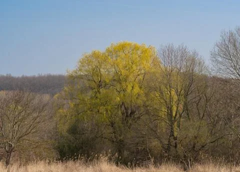 Willow tree in forest Stock Photos