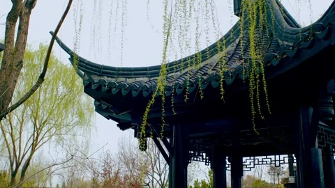 A willow tree in front of an ancient Chinese building Stock Footage 256980882
