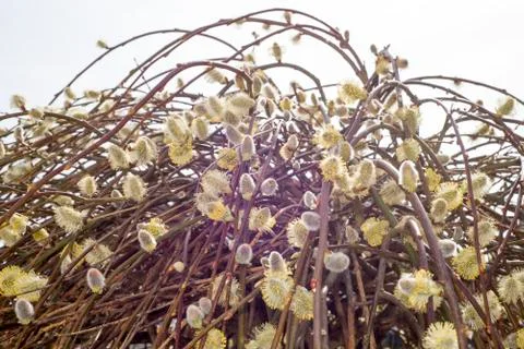 Willow tree in full bloom Stock Photos