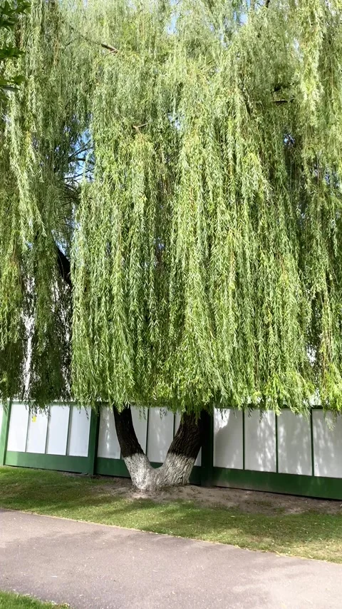 Willow tree with graceful branches. Vertical video Stock Footage 281514415