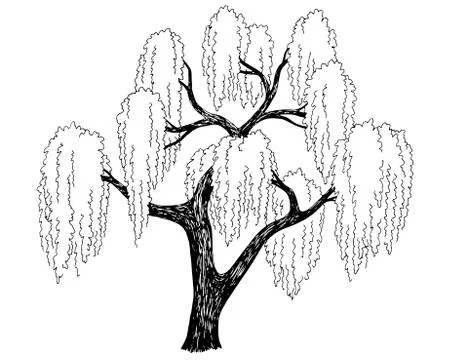 Willow tree graphic black white isolated sketch illustration vector Stock Illustration