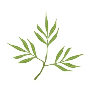 Willow tree green branch vector Illustration Stock Illustration