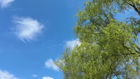 Willow tree green foliage against blue sky Stock Footage 345676805
