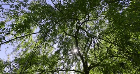 Willow tree with green foliage in spring, deciduous willow tree in spring Stock Footage 286289187