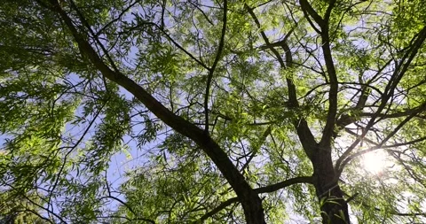 Willow tree with green foliage in spring, deciduous willow tree in spring Stock Footage 288688392
