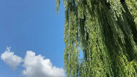 Willow tree green hanging leaves Stock Footage 314461091