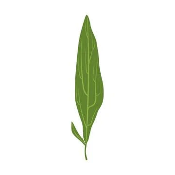 Willow tree green leaf vector Illustration Illustrazione stock