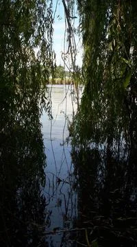 Willow tree growing by river. Sallow branches made natural tunnel Stock Photos