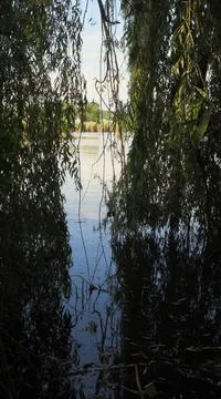 Willow tree growing by river. Sallow branches made natural tunnel 스톡 사진