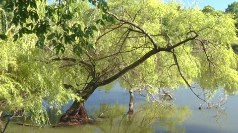 Willow tree growing in water, branches swaying from a light wind Stock Footage 157073758