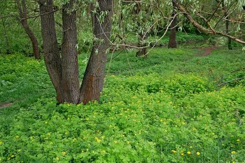 Willow tree grows on a lawn with many flowering celandine and others Stock Photos