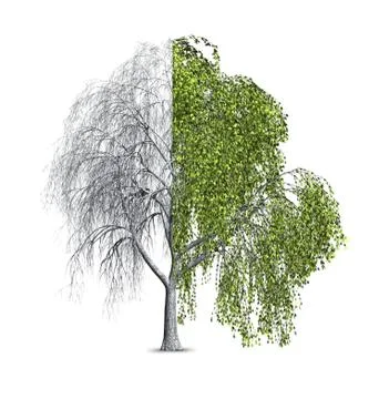 Willow Tree Half Bare Stock Illustration