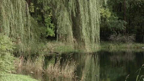 Willow Tree Hanging Over Pond Stock Footage 71842179