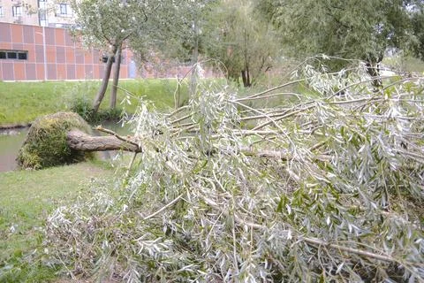 A willow tree has fallen, blocking the canal with its branches and leaves Stock Photos