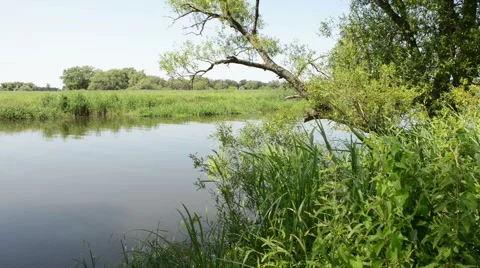 Willow tree at Havel River Vídeo Stock 40833826