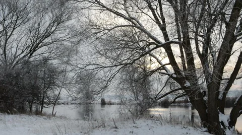 Willow tree at Havel river landscape at winter 動画素材 40929209