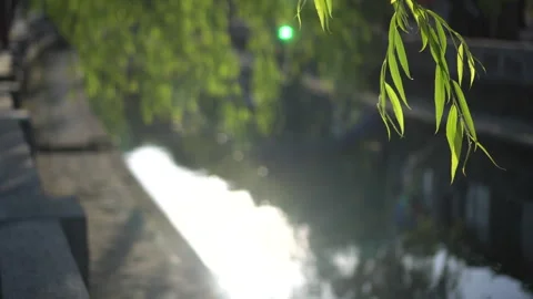 Willow tree hit sun light in Kinosaki onsen town traditional town of japan 4k Stock-Footage 291023274