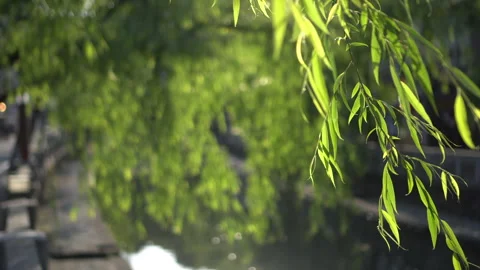 Willow tree hit sun light in Kinosaki onsen town traditional town of japan Stock-Footage 291023295