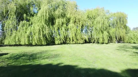 Willow Tree, Lake of Bolsena Stock Footage 154029707
