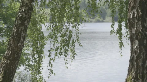Willow tree by a lake Stock Footage 160144400