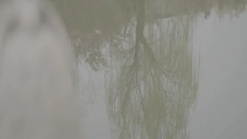 Willow Tree Lakeside Path China 動画素材 337243734