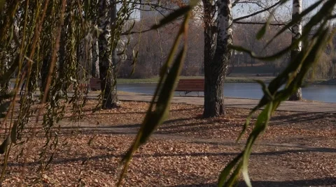 Willow tree leafs in fall park Stock Footage 45572715