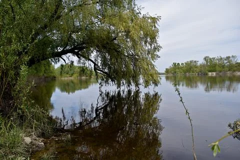 A willow tree leaning over the river towards the water, and its reflection .. Stock Photos