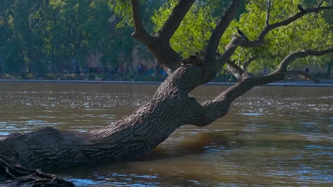 Willow tree leaning over water with birds and an otter Stock Footage 305280270