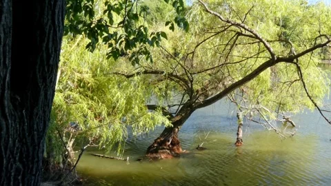Willow tree leaning towards water under bright sun panning Stock Footage 328416071