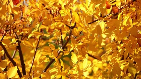 Willow tree leaves details on the wind at autumn Video stock 169021381