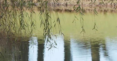  Willow Tree Leaves Hanging over Smooth Fresh Water Reflecting, 4K Stock Footage 71943592