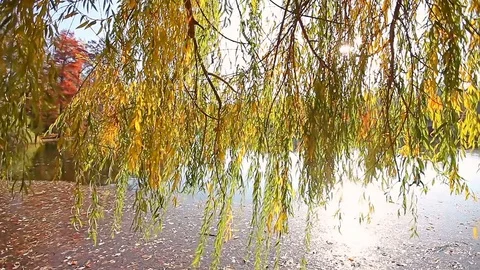 Willow Tree Leaves over Lake Shore at Sunset Stock Footage 82303153