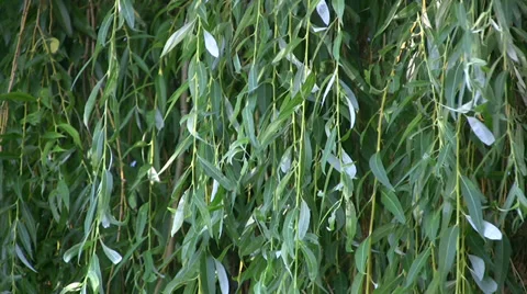 Willow tree leaves swaying gently in a breeze. Stock Footage 33988290