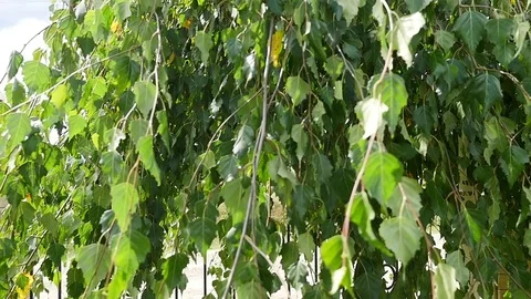 Willow tree leaves swaying gently in a breeze, full frame close up. 動画素材 81545828