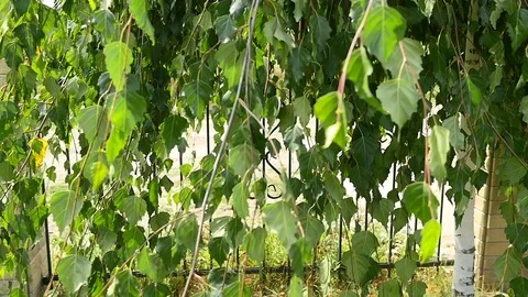Willow tree leaves swaying gently in a breeze, full frame close up. 動画素材 81545846