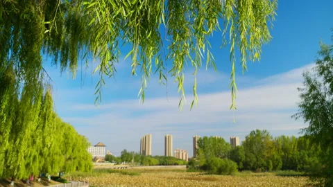 Willow tree leaves swaying in the wind under the blue sky and white clouds Stock Footage 234619139