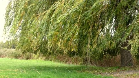 Willow tree leaves - wind - autumnal background with green meadow and reeds Stock Footage 141752535