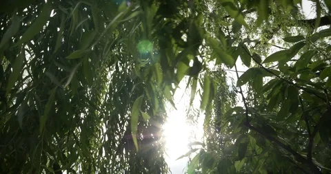 Sun filtering through the leaves of a willow tree
