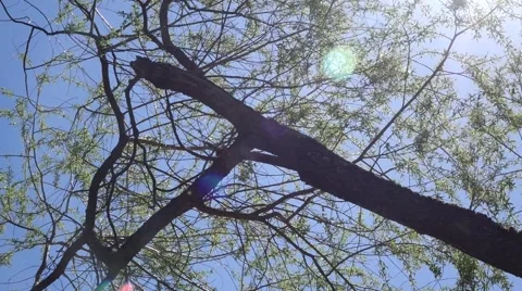 Willow tree with lens flare Video stock 53851639