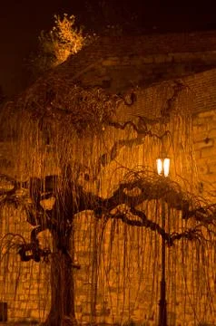 Willow tree lighted at night by a lantern at Kalemegdan park in Belgrade Stock Photos