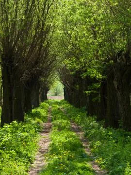 Willow tree lines Stock Photos